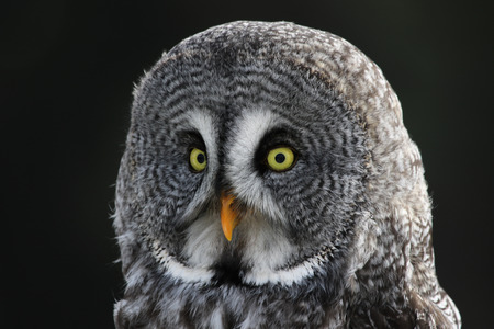 The face of a Great Grey Owl (Strix nebulosa).の写真素材
