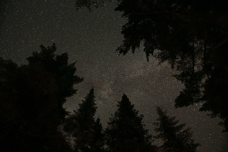 The Milky Way bordered by the silhouettes of evergreen trees.  Shot in Algonquin Provincial Park,...