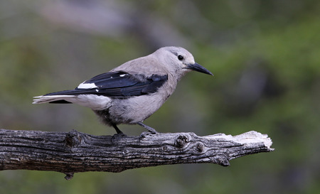 A Clark's Nutcracker (Nucifraga columbiana) perched on a tree branch, shot in Rocky Mountain National Park, Colorado.の写真素材