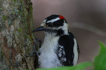 A Downy Woodpecker (Dryobates pubescens) eating from a tree,   Ontario, Canada.の写真素材