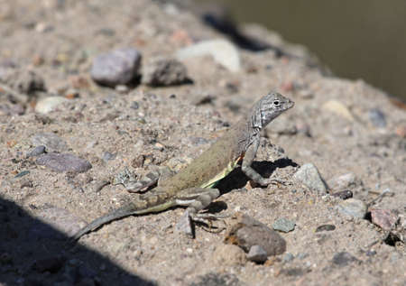 A Greater Earless Lizard (Cophosaurus texanus), shot Tuscon, Arizona, United States of America.