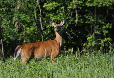 A white-tailed deer (Odocoileus virginianus) looking back in a meadow.の写真素材