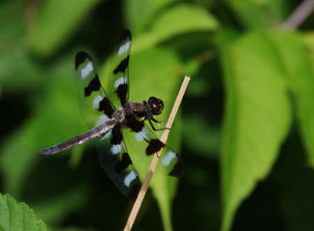 A male Twelve-spotted Skimmer (Libellula pulchella) dragonfly sitting a weedの写真素材