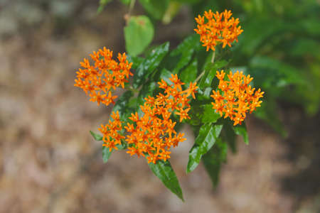 Butterfly Milkweed (Asclepias tuberosa) flowers, shot in Turkey Point Provincial Park, Ontario, Canada.の写真素材