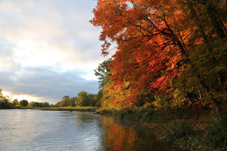 The leaves of a Fall maple tree illuminated by the rising sun, beside the Grand River, in Kitchener, Ontario, Canada.の写真素材