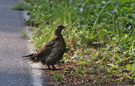 A female Spruce Grouse (Canachites canadensis) standing at the side of the road.  Shot in Jasper National Park, Alberta, Canada.の写真素材