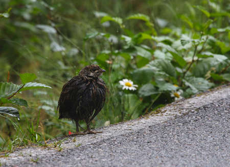 A Spruce Grouse chick (Canachites canadensis) standing at the side of the road.  Shot in Jasper National Park, Alberta, Canada.の写真素材