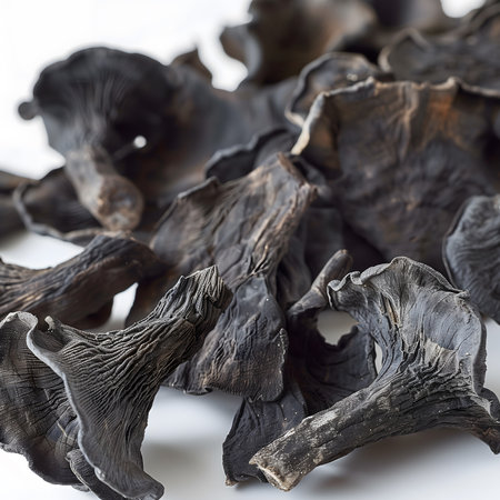 dried black chanterelle mushrooms closeup on white backgroundの素材