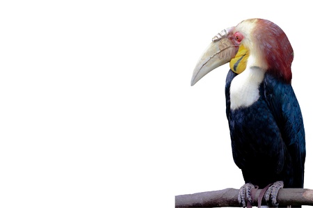 hornbill perch on the trunk with white backgroundの写真素材