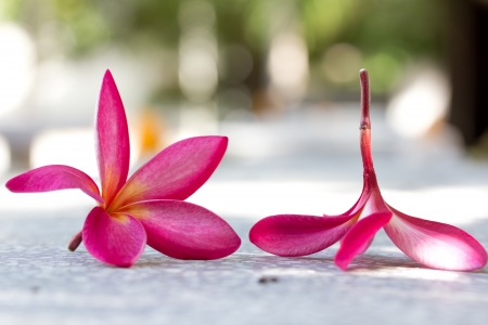 Plumeria flowers の写真素材