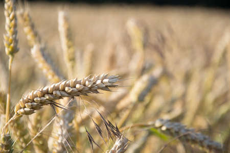 Wheat fieldの写真素材