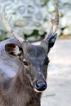 Close Up face of the deerの写真素材