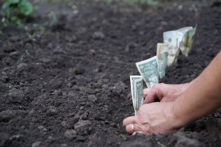 Woman's hands plantting dollar bills in soilの写真素材