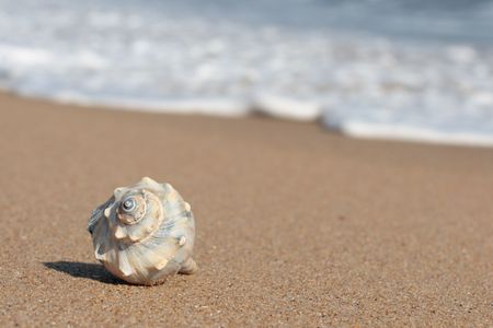 Conch shell on ocean beach with waves