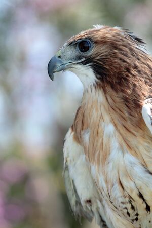 Red tail hawkの写真素材