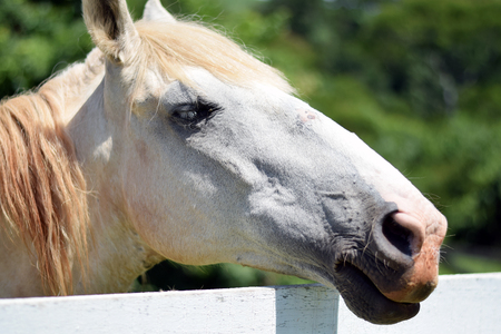 Head shot of a beautiful white horse headの写真素材