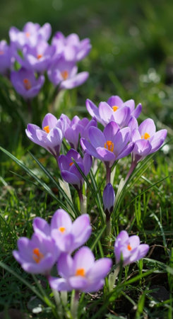 Close-up view of vibrant purple crocus flowers blooming amidst lush green grass. The soft light highlights the delicate petals and stamens of the flowers.の素材
