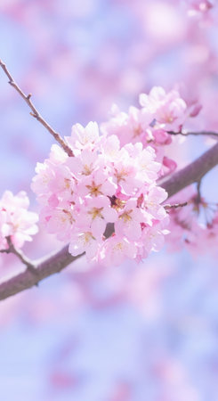 A beautiful close-up view of blooming cherry blossoms in soft pink hues, set against a dreamy, blurred purple and blue sky.の素材