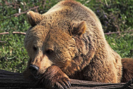 European brown bear resting it's head on a paw, against a tree trunkの写真素材