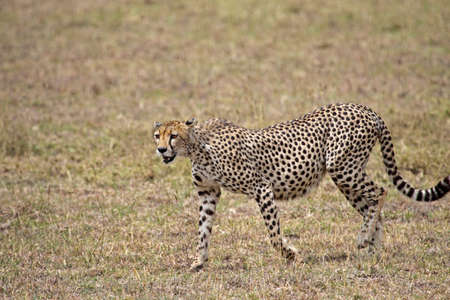 A very pregnant looking female cheetah takong a stroll in the Serengeti, Tanzaniaの写真素材