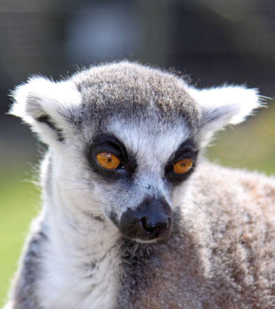 Close-up of a Ring-tailed Lemur's Face
