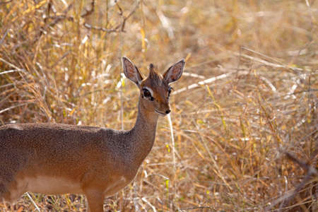Female dik-dik caught unawares in long grass the Serengeti, Tanzania. The dik-dik is the smallest of the antelope species and often difficult to see in long grassの写真素材