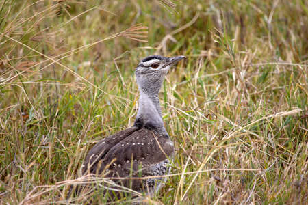A young Kori Bustard waiting for it's mother to return. Photographed in the Ngorongoro Crater, Tanzaniaの写真素材