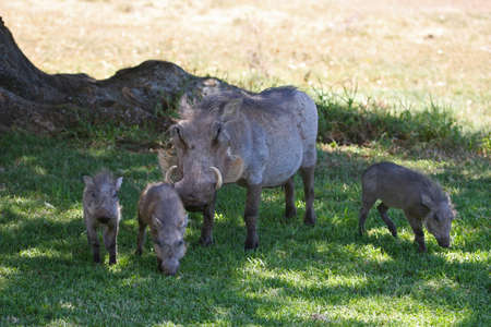 Female warthog with her litter of three piglets hoping for a meal at Gorah safari camp,Addo, South Africaの写真素材