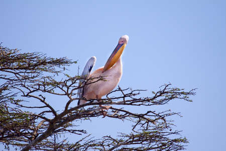 A single Great White Pelican looking for a suitable nest site in an acacia treeの写真素材