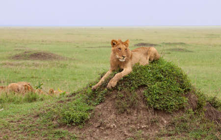 Juvenile male lion on sentry duty on top of a termite mound in Kenya's Masai Mara national parkの写真素材