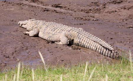 A large Nile crocodile wainting on the banks of the Mara river in Kenya's Masai Mara game reserveの写真素材