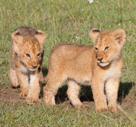 Two young lion cubs. Part of the の写真素材