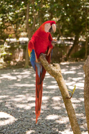 A scarlet macaw perched on  an old branchの写真素材