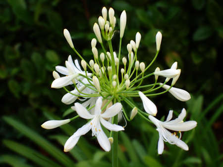 White flowersの写真素材