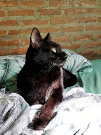 Black cat lying on the bed in the morning. The cat is resting.の写真素材