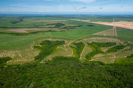 Agriculture, sugar cane cultivation and remnants of Atlantic forest in Goianaのeditorial素材