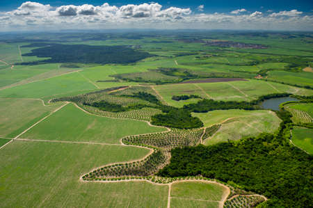 Agriculture, sugar cane cultivation and remnants of Atlantic forest in Goianaのeditorial素材