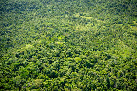 Atlantic forest near the city of Recife, Pernambuco, Brazilのeditorial素材
