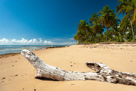 Sunny day at TaipÃº de Fora Beach, Penisula de Marau, BA, Brazilのeditorial素材