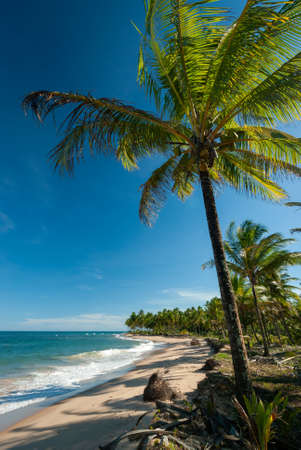 Taipu de Fora Beach, Penisula de Marau, Bahia, Brazil.のeditorial素材