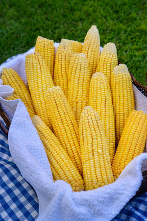 Brazilian fresh organic corn cobs in a basket.の写真素材