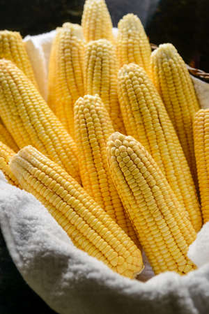 Brazilian fresh organic corn cobs in a basket.