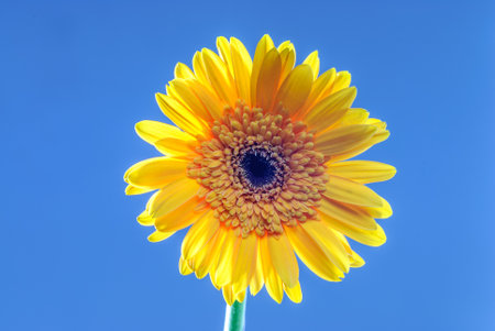 Gerbera flower isolated on neutral background. flower isolated on neutral background.の写真素材