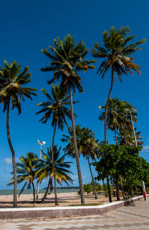 Joao Pessoa, Paraiba, Brazil, on November 5, 2004. Coconut grove on Cabo Branco beach.の写真素材