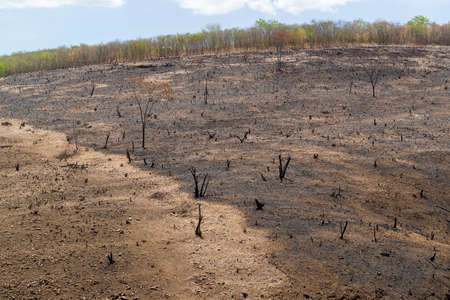 Brazilian biome caatinga, Monteiro, Paraiba, Brazil on December 29, 2020.の写真素材