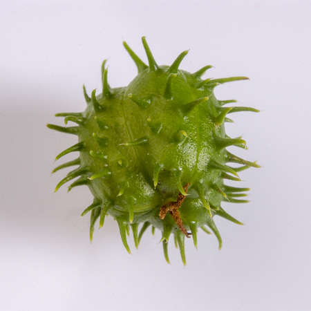 Castor bean seed isolated on white background.の写真素材