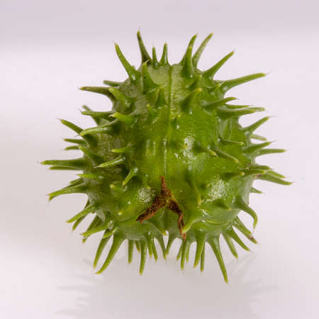 Castor bean seed isolated on white background.の写真素材