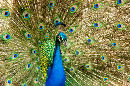 Peacock displaying its colorful feathers.の写真素材