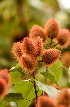 Urucum (Annatto), plants with their fruits.の写真素材