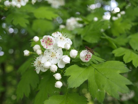 White flowers of a tree with pink accents and a bee sitting on a flower on the background of green leavesの写真素材